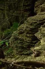 A close-up of textured rock layers (Strata) on the Niagara Escarpment (Bruce Trail)
