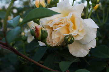 Elegant pastel rose. Dreamy garden aesthetics. Close-up of blooming rose 
