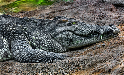 Siam crocodile on the sand. Latin name - Crocodylus siamensis