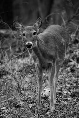 Black and white image of deer sneaking through forst