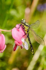 Dragonfly on a pink flower.