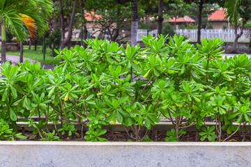 lush green bush with leaves that are green and full. The leaves are spread out and are covering the entire bush