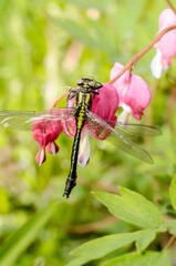 dragonfly resting on a flower bud with pink flowers.