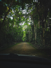 Fototapeta premium road in the forest