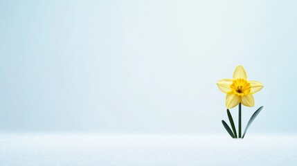 spring renewal, a simple postcard design featuring a lone daffodil emerging from the snow, representing renewal, with space for personalized text