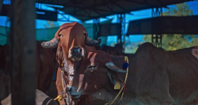 Gir Breed, Majestic Indian Cows and Bulls