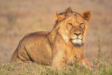 View of the Serengeti National Park