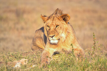 View of the Serengeti National Park