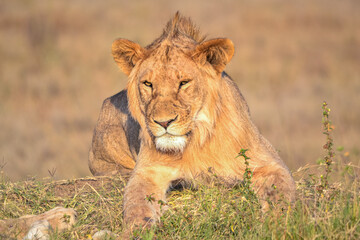 Fototapeta premium View of the Serengeti National Park