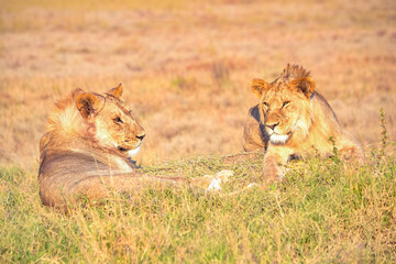 View of the Serengeti National Park