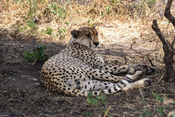 View of the Serengeti National Park