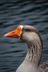 Headshot of colorful domestic goose