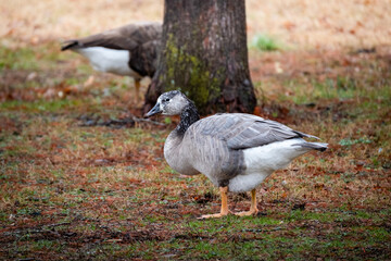 Domesticated goose grazing