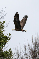 Bald Eagle mid flight