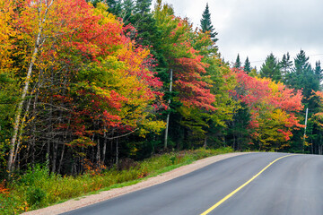 A view of trees with autumn colors beside the road in the Bay of Fundy, New Brunswick in the fall
