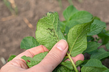 aphids on the back of a potato leaf. A gardener examines a plant with Insect parasites in the...