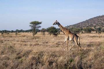 view of the Serengeti National Park