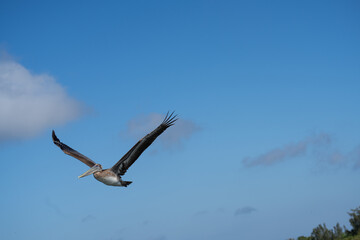 pelican in flight