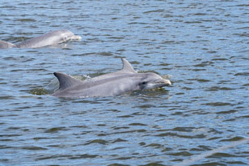 dolphin playing in the water