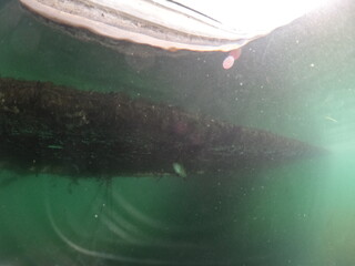 Fototapeta premium underwater freshwater lake scenery, focusing on fish, macrophytes, and the lakebed