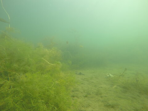 underwater freshwater lake scenery, focusing on fish, macrophytes, and the lakebed