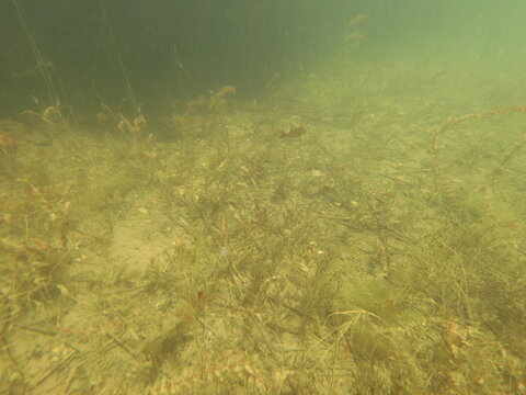 Underwater scenery fish macrophytes and bottom of the freshwater lake, lakebed