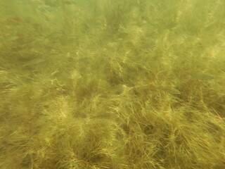 Underwater scenery fish macrophytes and bottom of the freshwater lake, lakebed