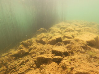Underwater scenery fish macrophytes and bottom of the freshwater lake, lakebed