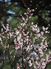 Vibrant pink cherry blossoms in full bloom on dark branches, symbolizing spring in Japan