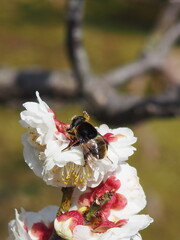 Bee collecting nectar from white plum blossoms in early spring.