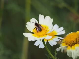 Bee pollinating a white and yellow daisy in a spring meadow, captured in close-up macro photography.
