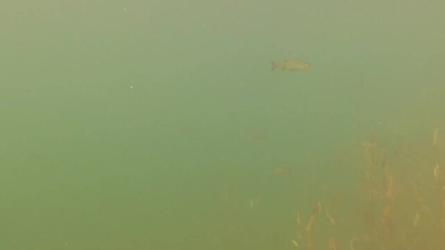 Underwater scenery fish macrophytes and bottom of the freshwater lake, lakebed