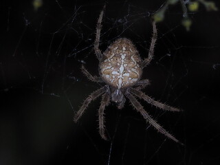 Extreme close-up of a hairy orb-weaver spider with detailed fangs and legs