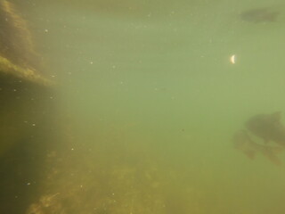 Underwater scenery fish macrophytes and bottom of the freshwater lake, lakebed