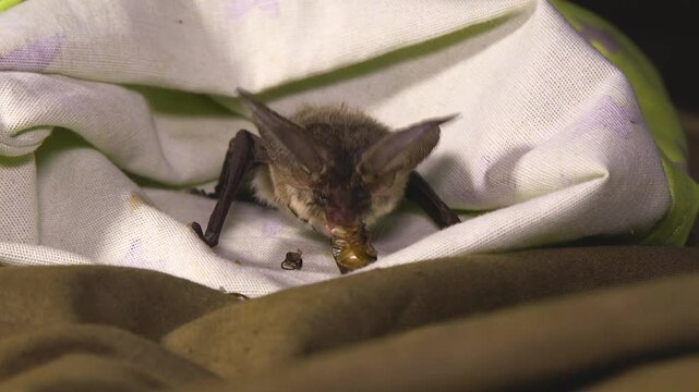 A bat sits on burlap and eats a large beetle. Bat rescue. Bats in nature.