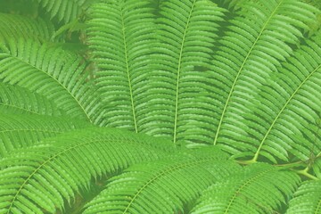 Borneo jungle nature background