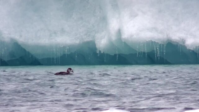 Robben spielen im Eissee, Gletscherlagune, J&ouml;kuls&aacute;rl&oacute;n in Island, Phoca vitulina