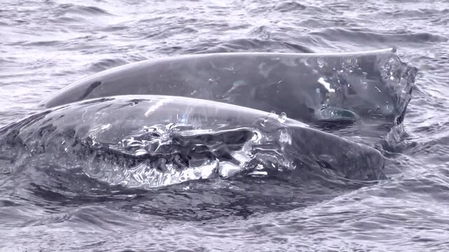Eissee mit Eisbergen, Gletscherlagune, J&ouml;kuls&aacute;rl&oacute;n in Island, Frost