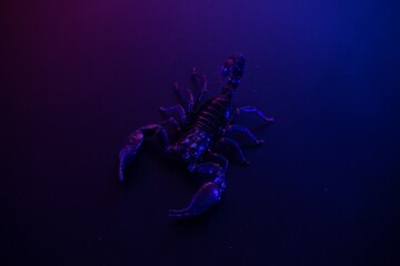 Scorpion Under Dramatic Neon Lighting