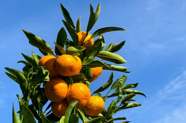 Mandarin orange tree with ripe fruits 