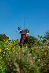 Sonnenblumen vor einer Windmühle