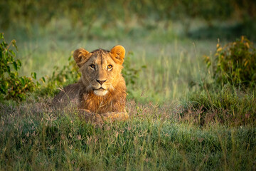 Sub-adult male lion (Panthera leo) staring straight ahead in Olare Motorogi Conservancy, Kenya.
