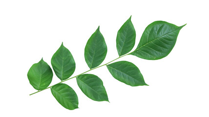 Cut out Millingtonia hortensis or Indian Cork leaves with clipping paths on white background