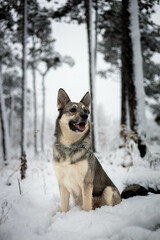 dog in a forest with snow
