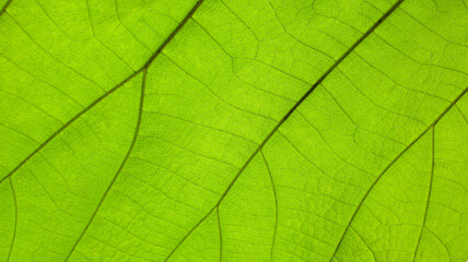 A macro shot highlighting the intricate details and natural texture of a leaf surface.