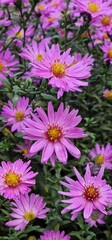 Fototapeta premium Symphyotrichum dumosum is a species of flowering plant of the family Asteraceae commonly known as rice button aster and bushy aster. It is native to much of eastern and central North America, as well 