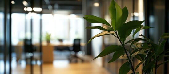 Blurred modern office interior with plant.