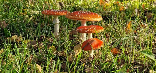 red amanita (Amanita muscaria), also known as the fly agaric, is one of the most iconic mushrooms,...