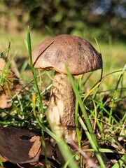 Leccinum scabrum, commonly known as the rough-stemmed bolete, scaber stalk, and birch bolete, is an edible mushroom in the family Boletaceae,