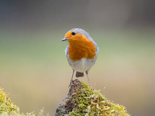 Rotkehlchen (Erithacus rubecula)